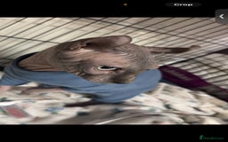 Sphynx cats for sale: Two beautiful sphynx cats  - Image 2