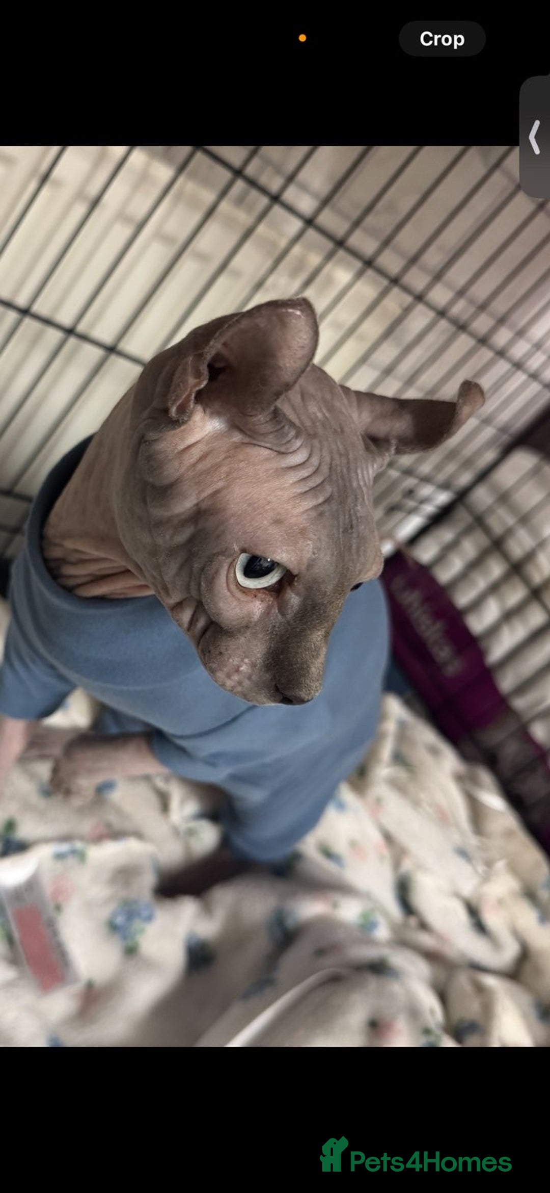 Sphynx cats for sale: Two beautiful sphynx cats  - Image 2