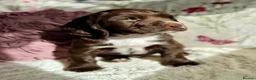 Sprocker dogs for sale: Beautiful Sprocker Spaniel pups - Advert 1