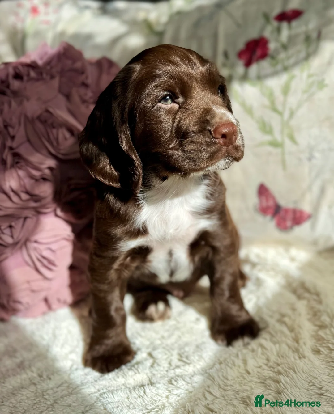 Sprocker dogs for sale: Beautiful Sprocker Spaniel pups - Advert 1