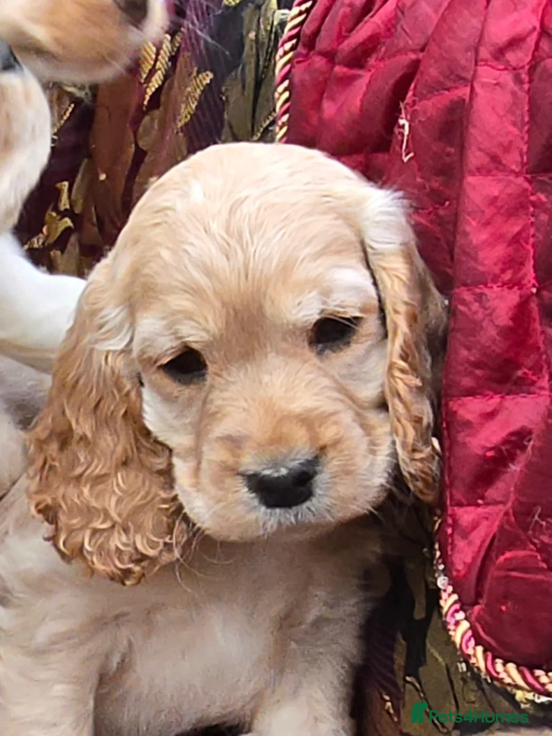 Cocker Spaniel dogs for sale: Stunning litter of cocker spaniel pups ready now. - Advert 1
