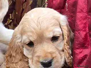 Cocker Spaniel dogs Stunning litter of cocker spaniel pups ready now. - Advert 5