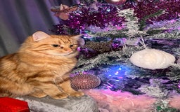 Maine Coon cats for sale: KITTENS FOR SALE - Image 9