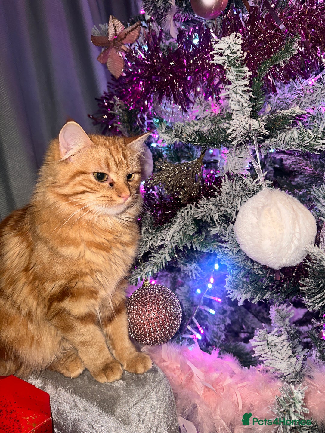 Maine Coon cats for sale: KITTENS FOR SALE - Image 9