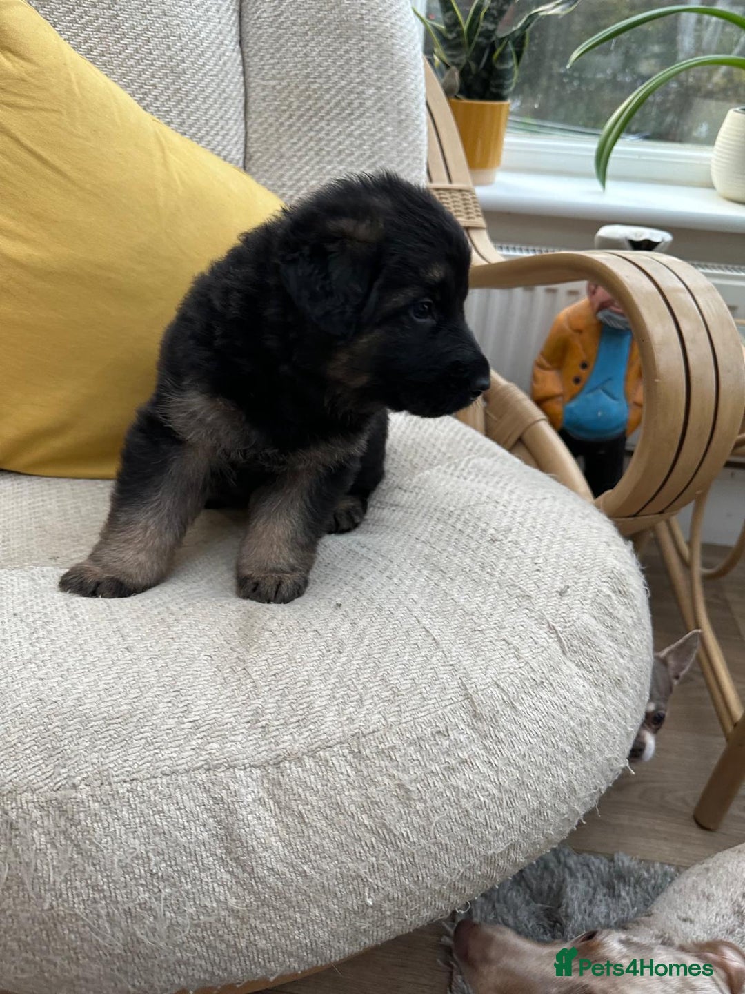 German Shepherd dogs for sale: GSD puppies - Advert 14