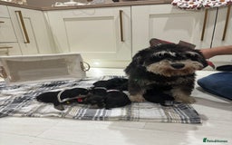 Miniature Schnauzer dogs for sale: 8 beautiful kc registered miniature schnauzer pups - Image 16