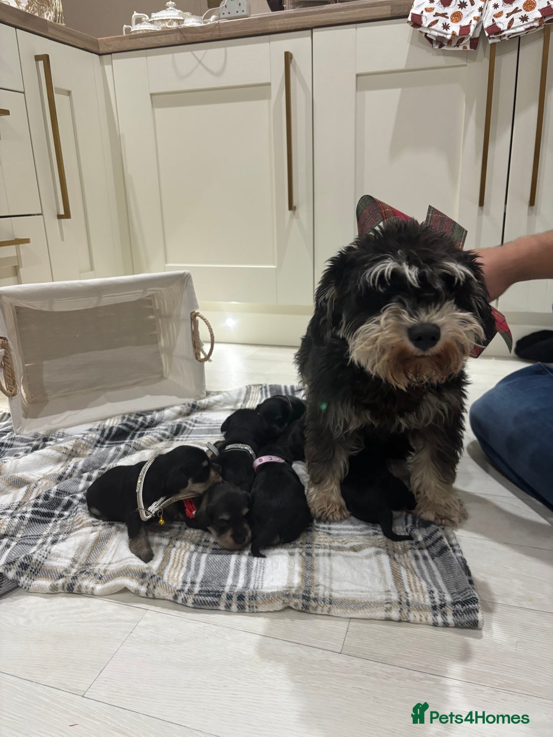 Miniature Schnauzer dogs for sale: 8 beautiful kc registered miniature schnauzer pups - Image 16