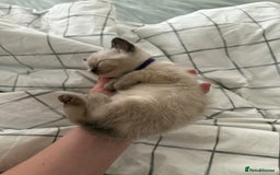 Ragdoll cats for sale: 8 ragdoll kittens, flame point, seal & blue point - Image 8