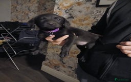 Labrador Retriever dogs for sale: Beautiful lab puppies for sale  - Image 8