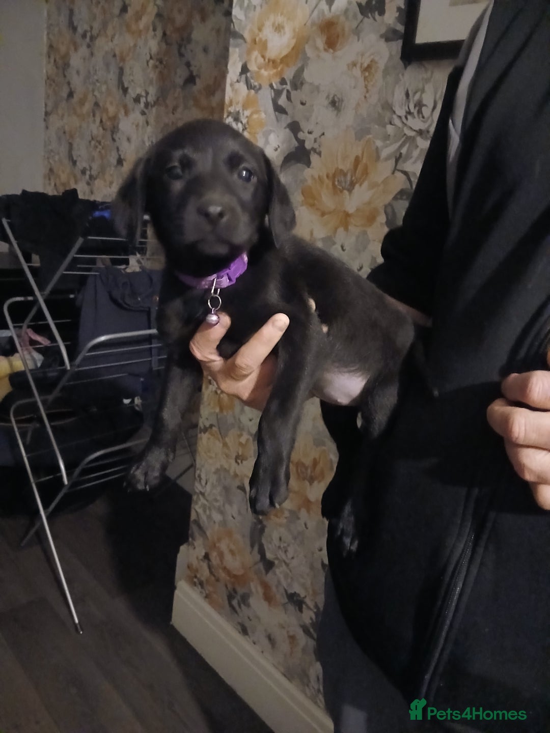 Labrador Retriever dogs for sale: Beautiful lab puppies for sale  - Image 8