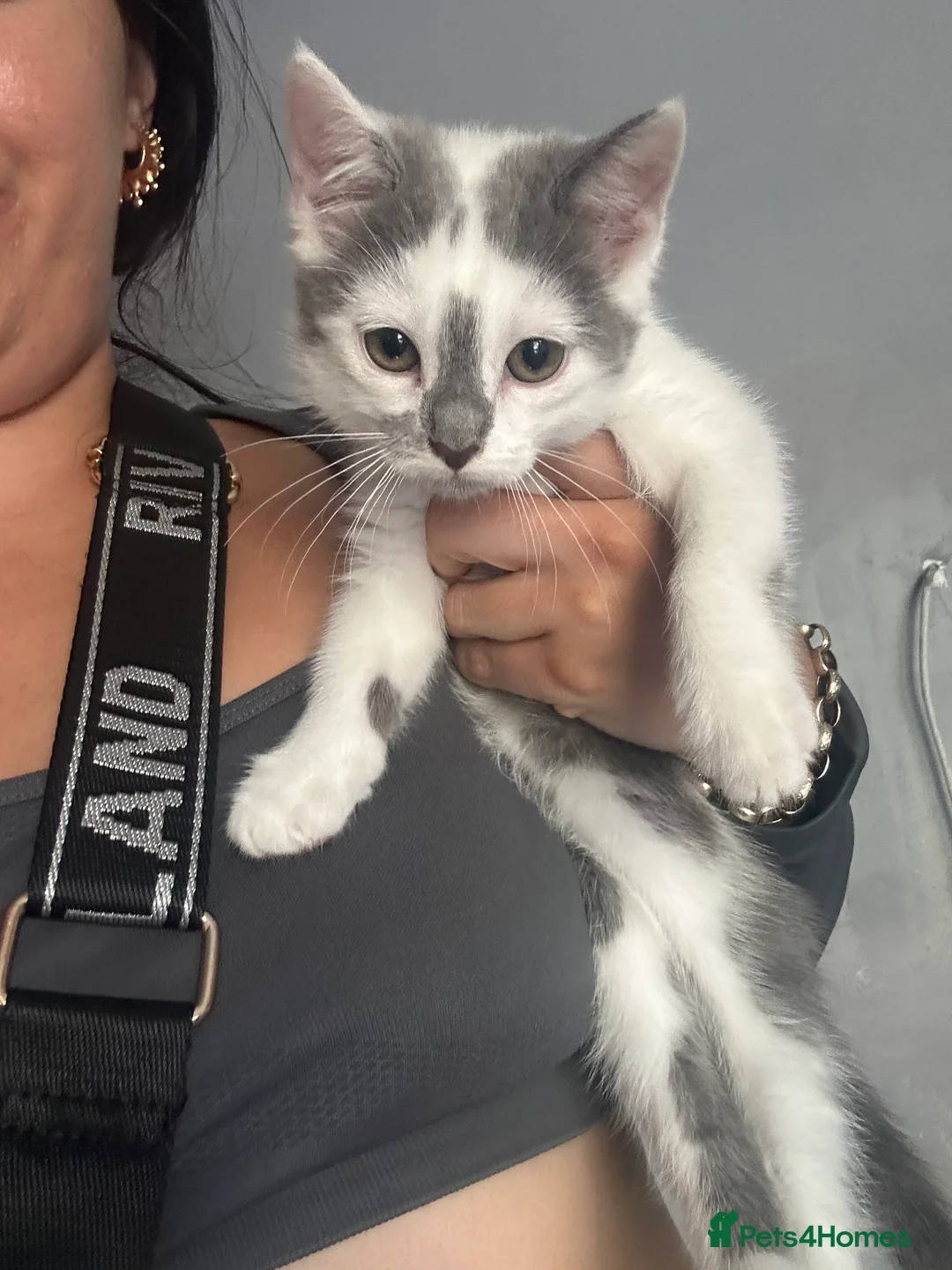 Mixed Breed cats for sale: Kittens 8 weeks old  - Advert 2