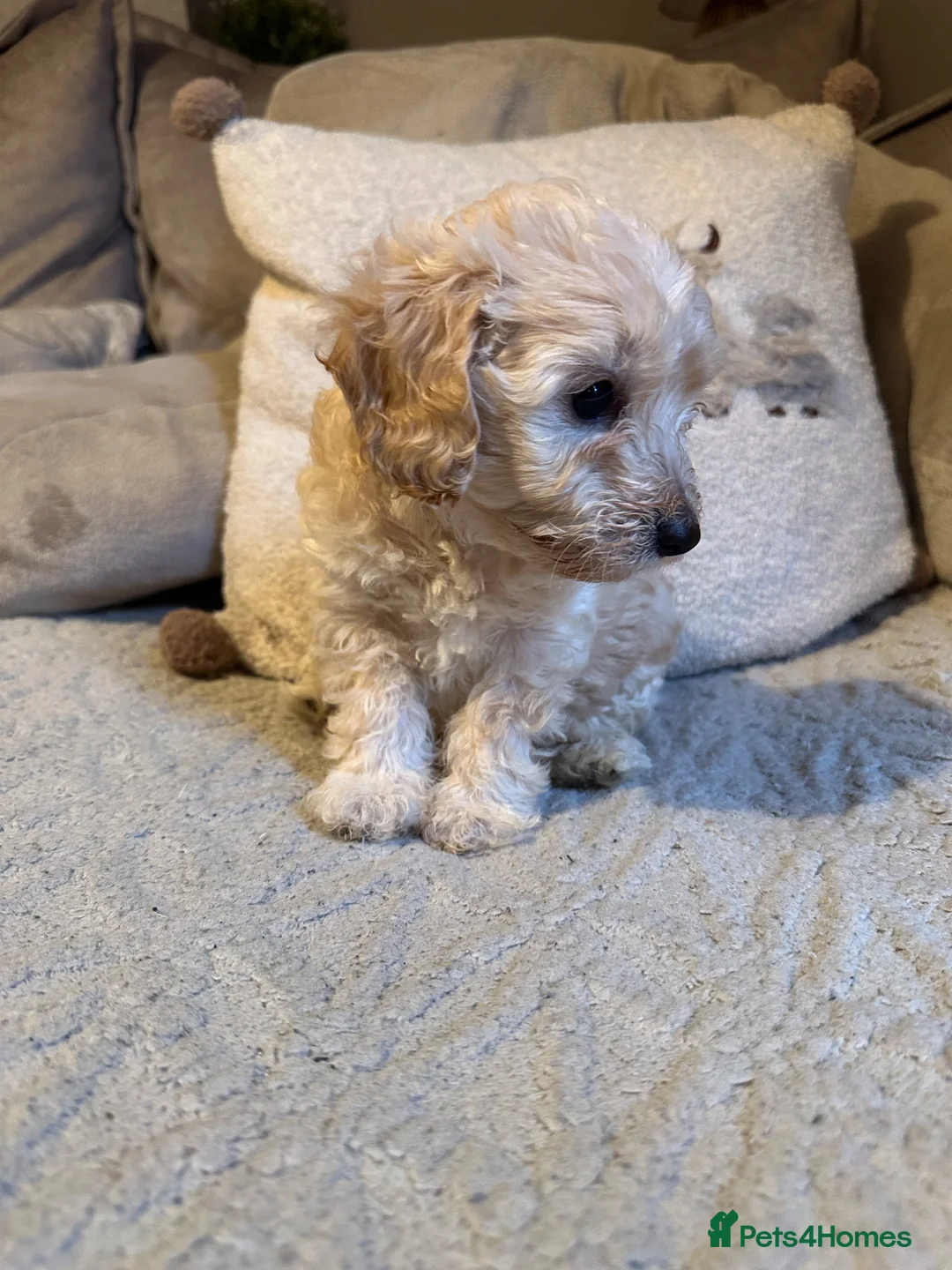 Doxiepoo dogs for sale: Last Beautiful Doxiepoo Puppy - Advert 1