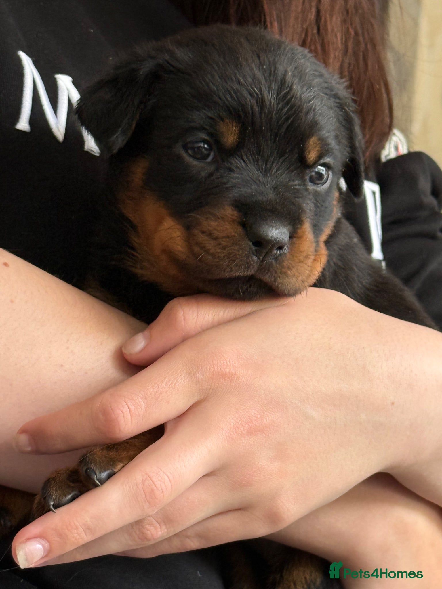 Rottweiler dogs 10 KC Registered Chunky Rottweiler Pups for Sale - Advert 1