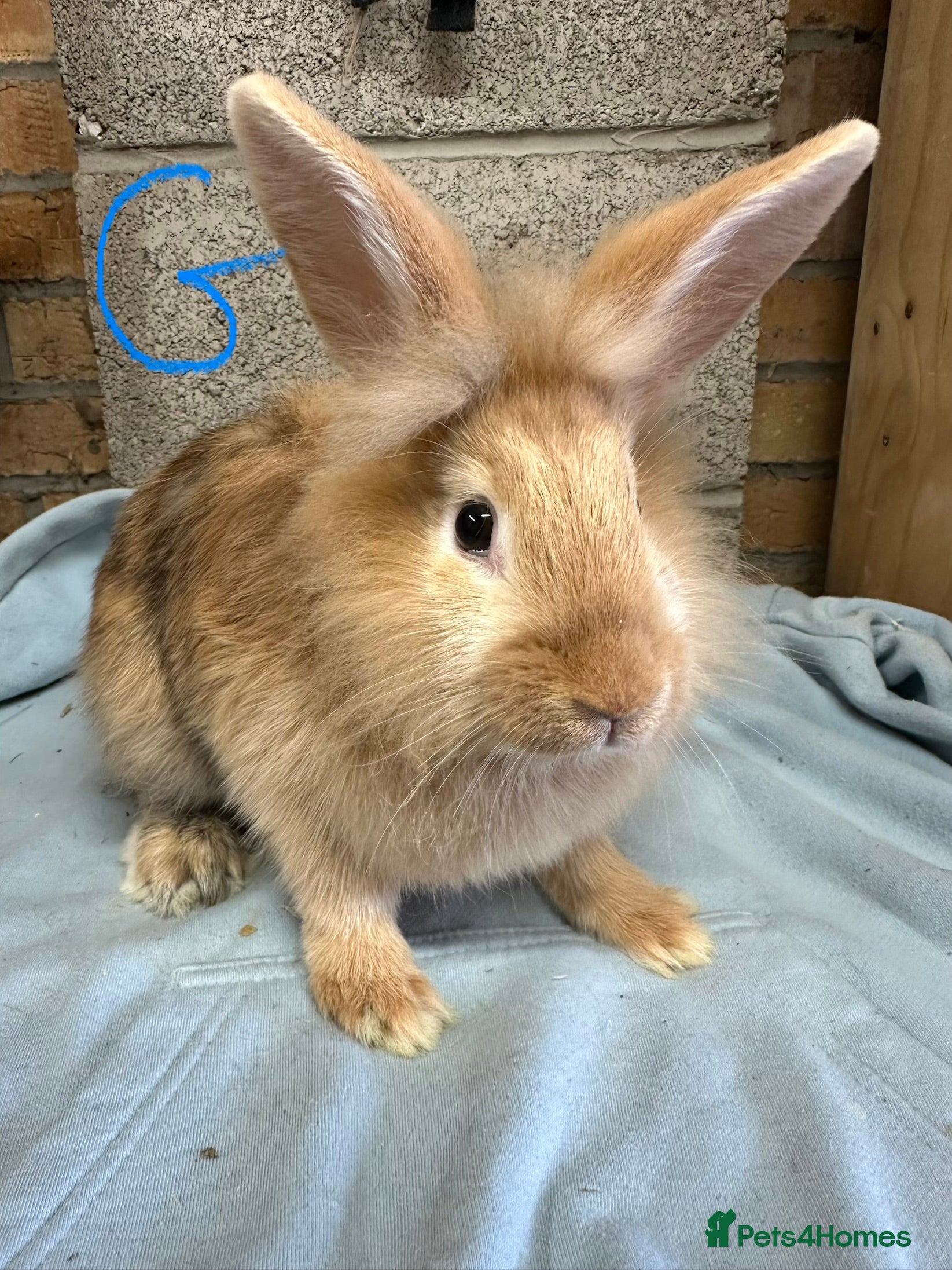 Lionhead rabbits Lionhead Rabbits For Sale  - Advert 5