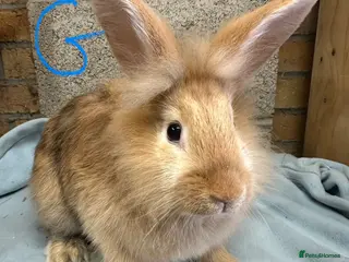 Lionhead rabbits Lionhead Rabbits For Sale - Advert 5