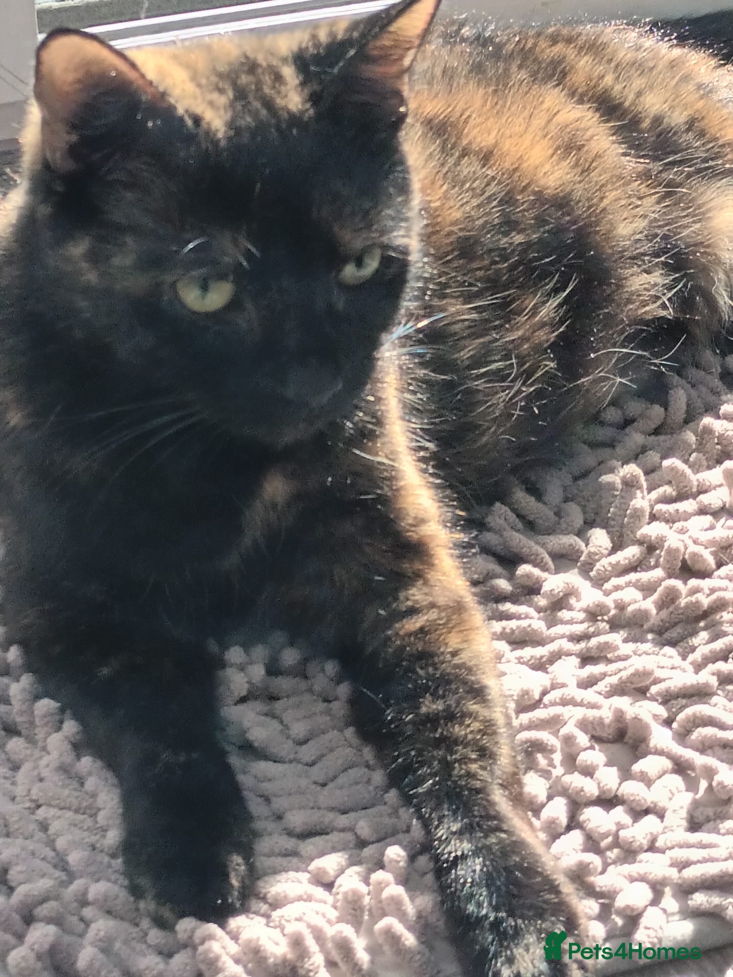 Mixed Breed cats Adorable and happy kittens - Advert 2