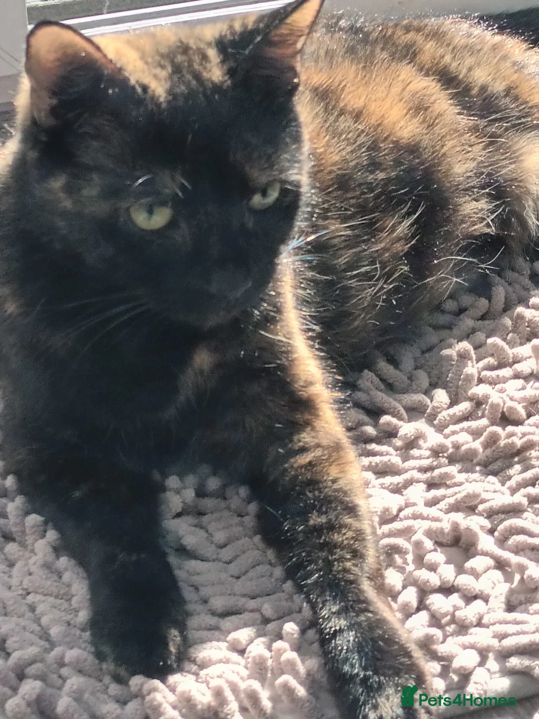 Mixed Breed cats for sale: Adorable and happy kittens - Advert 2