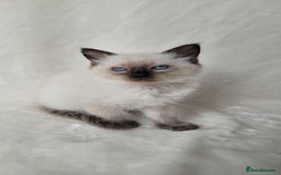Ragdoll cats for sale: Ragdoll kittens for sale - Image 5