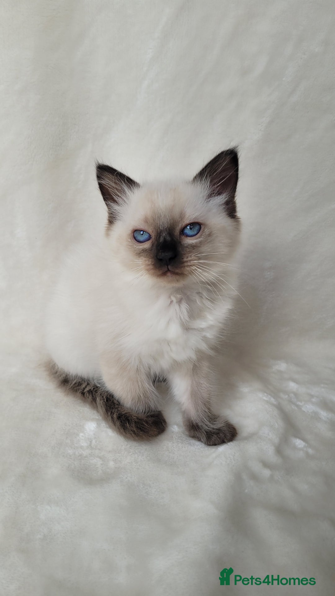 Ragdoll cats for sale: Ragdoll kittens for sale - Image 5