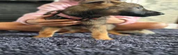 German Shepherd dogs for sale: German Shepherd Puppies For Sale – Ready Now in Doncaster - Advert 5