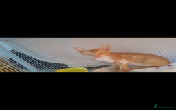 Mixed Breed cats for adoption: WE FIUND 2 BLIND KITTENS- CAN WE FIND ADOPTERS ??? - Advert 4