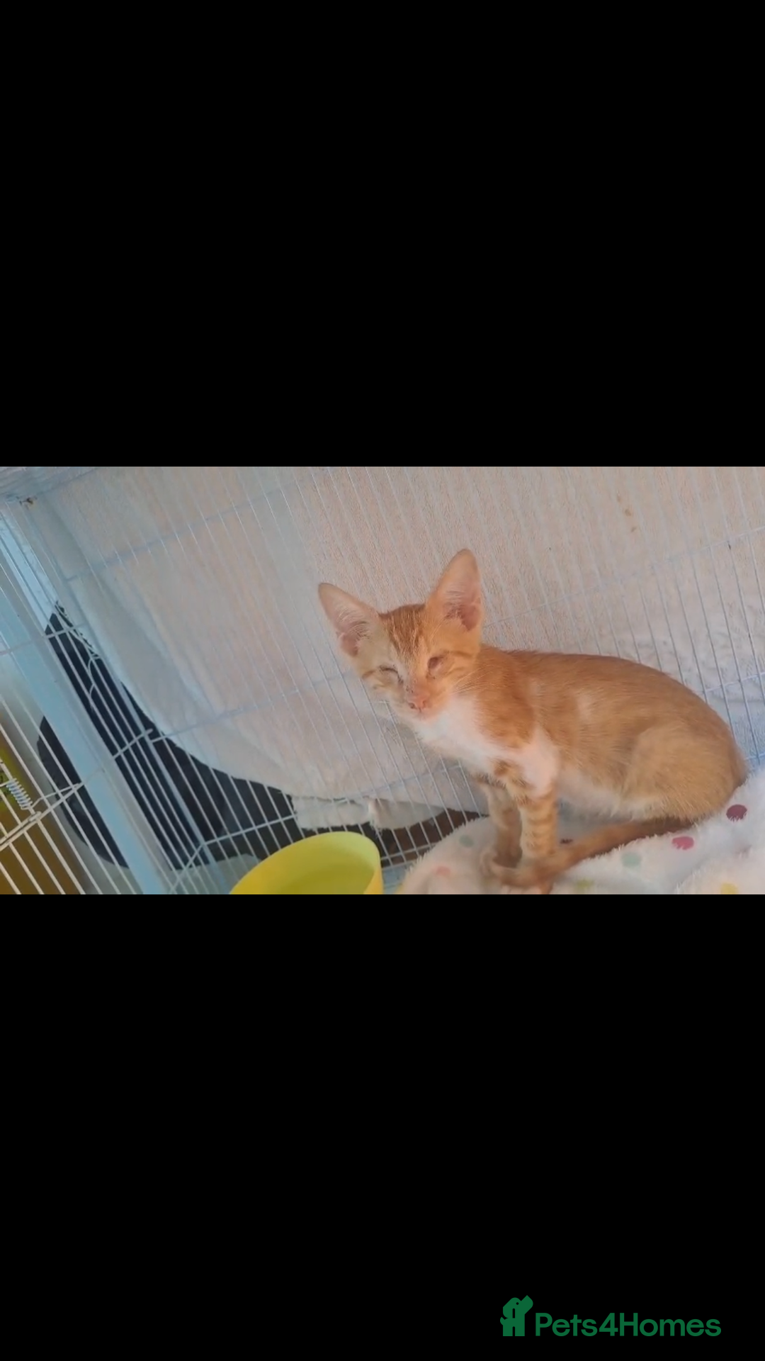 Mixed Breed cats for adoption: WE FIUND 2 BLIND KITTENS- CAN WE FIND ADOPTERS ??? - Advert 4