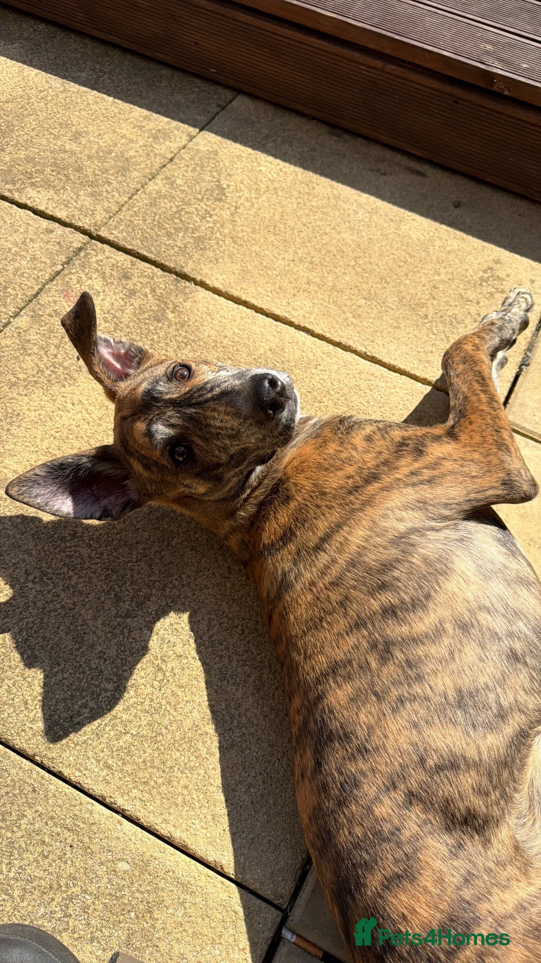 Mixed Breed dogs for sale: 10 month old trixie German shepherd x collie in Cambridge - Advert 2