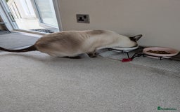 Siamese cats for sale: Traditional Type Female Chocolate Point Siamese - Image 3