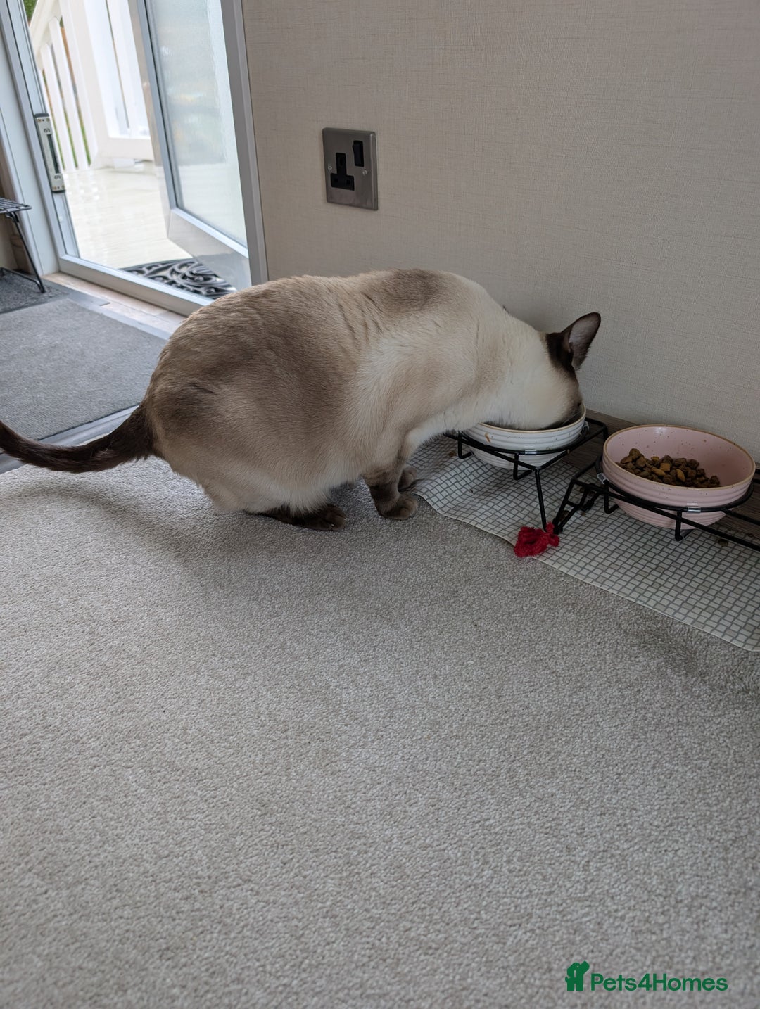 Siamese cats for sale: Traditional Type Female Chocolate Point Siamese - Image 3