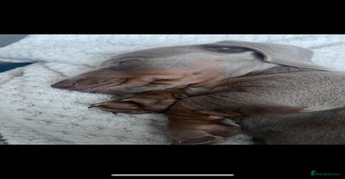 Miniature Dachshund dogs Miniature Dashshund Puppy - Advert 1