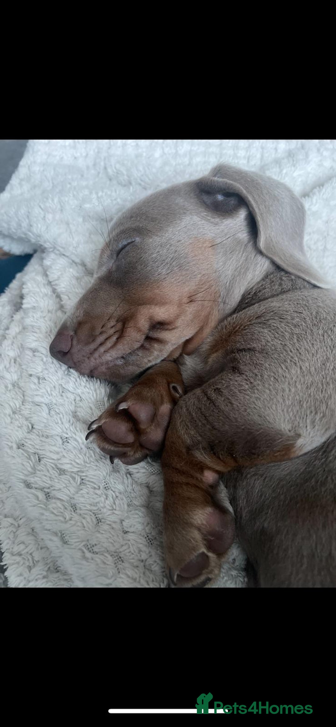 Miniature Dachshund dogs for sale: Miniature Dashshund Puppy - Advert 2