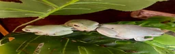 Frog reptiles for sale: 3 White’s Tree Frogs, 2 Vivs, Loads of Equipment🐸 - Advert 16