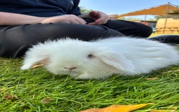 Angora rabbits for sale: Teddy widder rabbits for sale  - Image 3