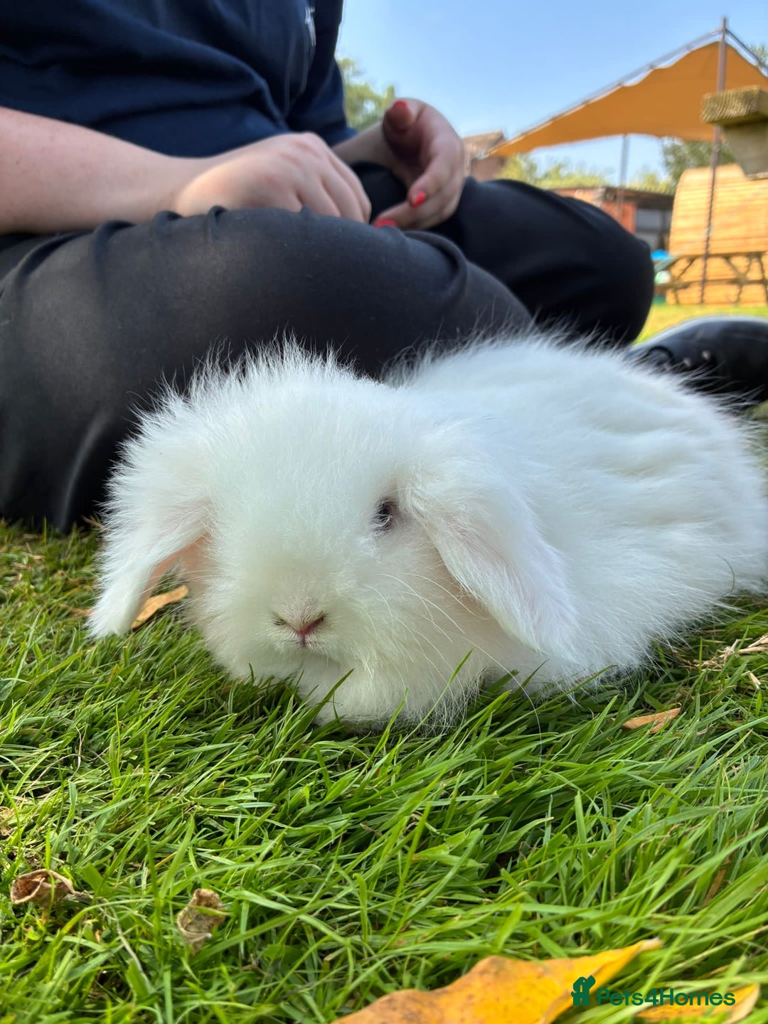 Angora rabbits for sale: Teddy widder rabbits for sale  - Image 3