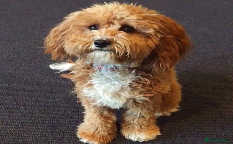 Cavapoo dogs - Advert 1