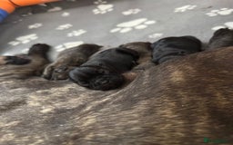 French Bulldog dogs for sale: French Bulldog puppies  - Image 6