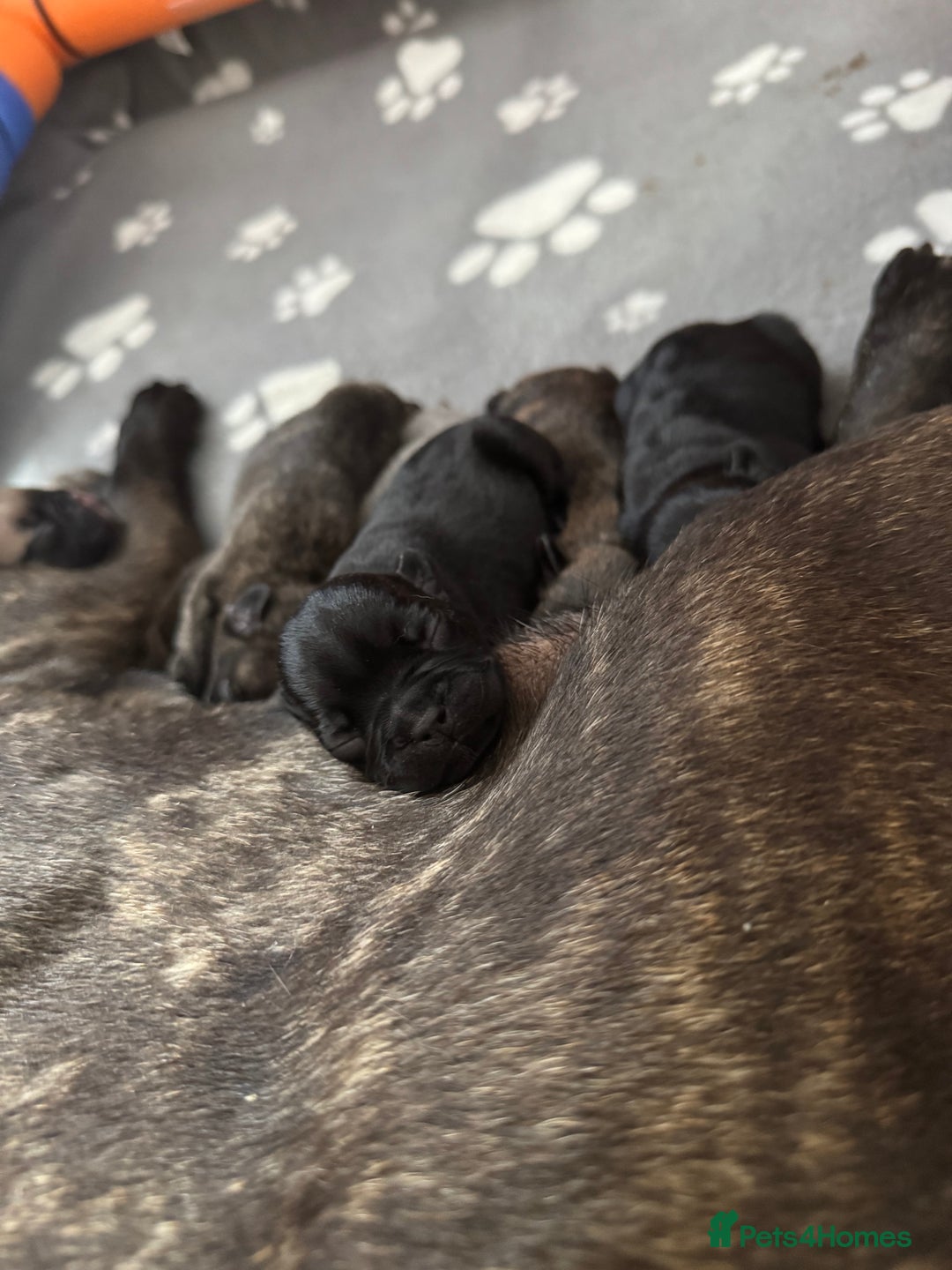 French Bulldog dogs for sale: French Bulldog puppies  - Image 6