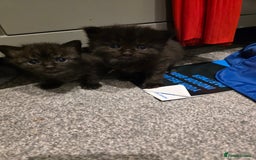 British Longhair cats for sale: 7 kittens boys and girls. British longhair cross  - Image 27