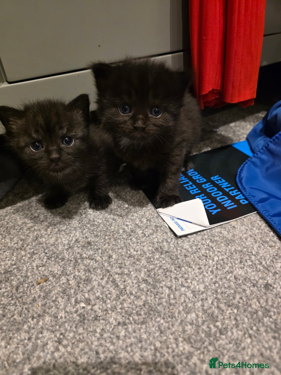British Longhair cats for sale: 7 kittens boys and girls. British longhair cross  - Image 27