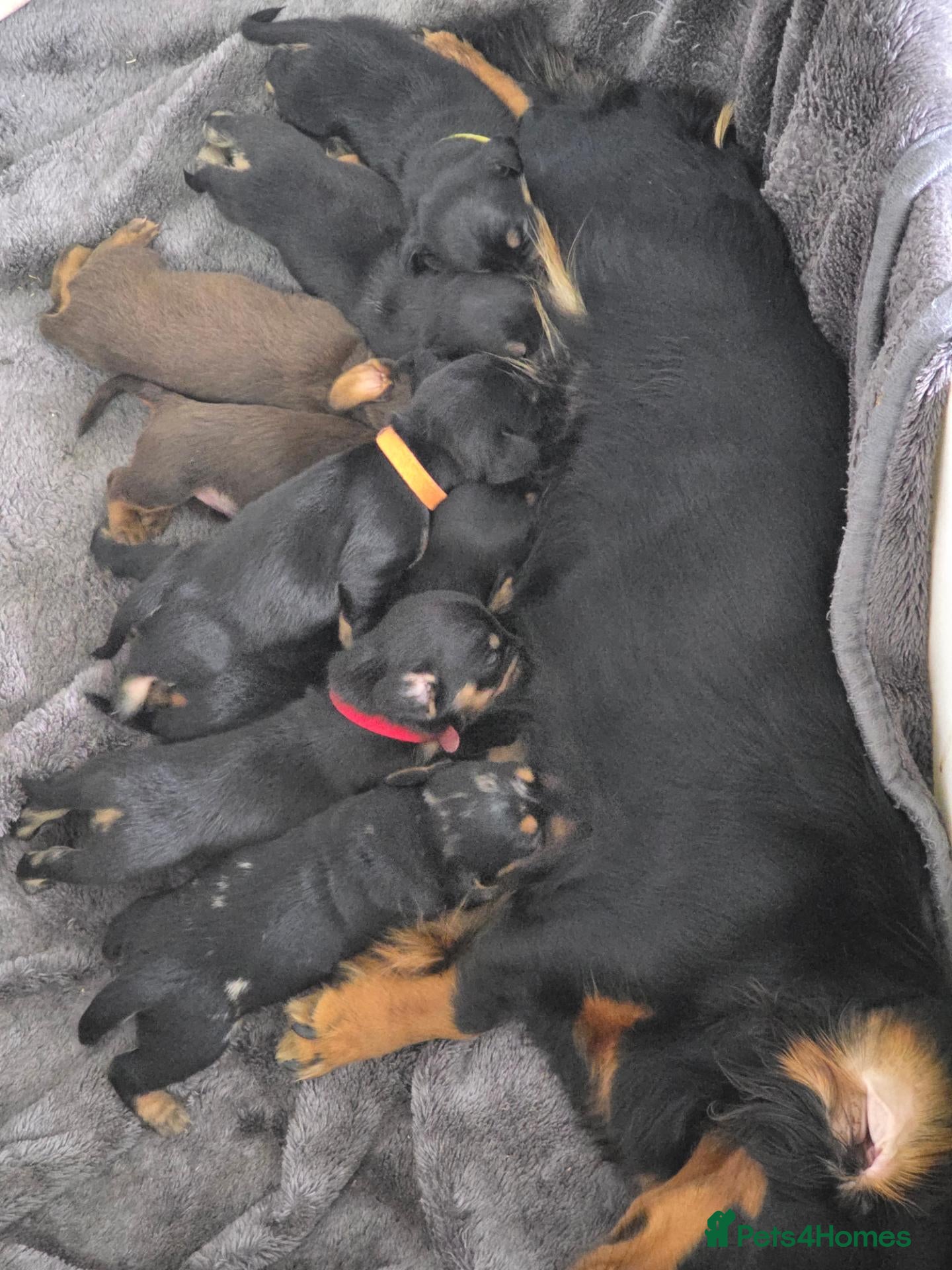 Dachshund dogs Miniature dachshund puppies  - Advert 7
