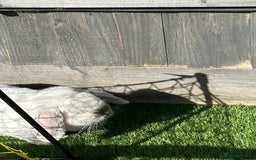 Dwarf Lop rabbits for sale: Little white bunny free to a good home! - Image 3