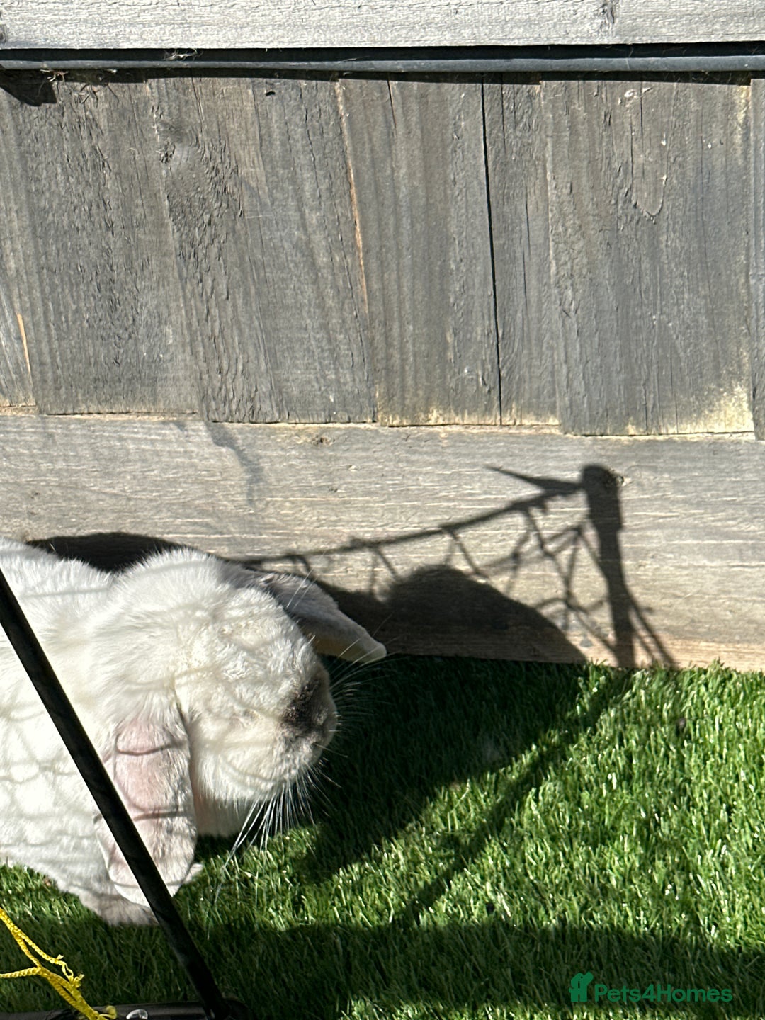 Dwarf Lop rabbits for sale: Little white bunny free to a good home! - Image 3