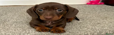 Dachshund Puppy 2