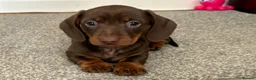Dachshund dogs for sale: 🐾 Super Cute Sausage Dog Puppies! 🐾 in London - Advert 4