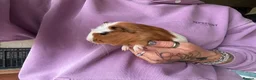 Guinea Pig rodents for sale: Beautiful Baby Guinea Pigs Boys 4 Weeks  - Advert 2