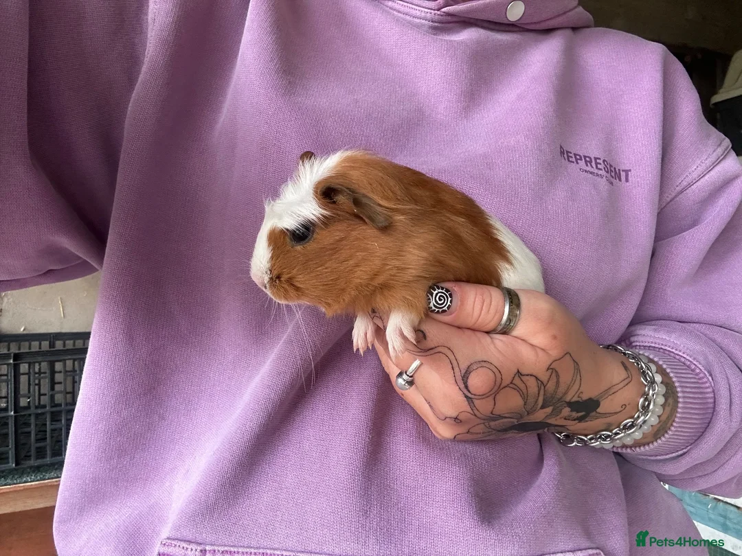 Guinea Pig rodents for sale: Beautiful Baby Guinea Pigs Boys 4 Weeks  - Advert 2