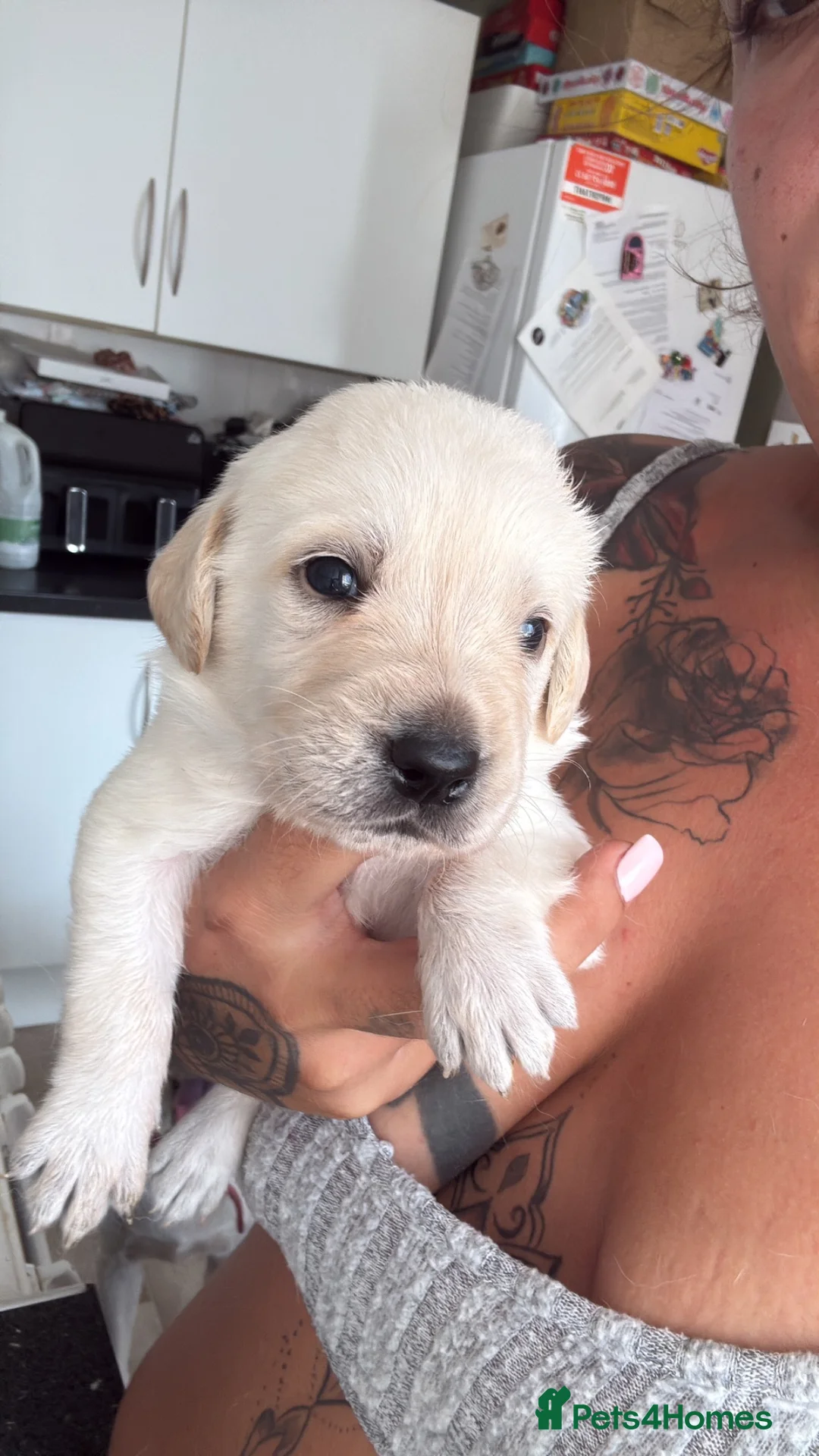 Goldador dogs for sale: Goldador puppies first litter - Advert 1
