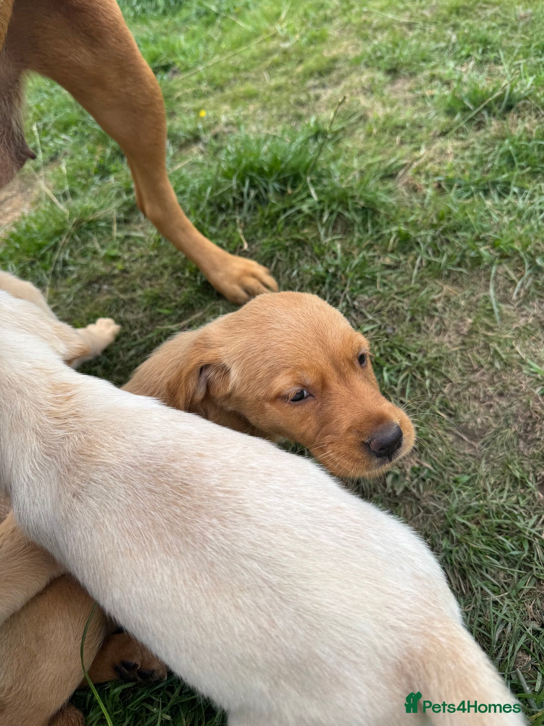 Goldador dogs for sale: Stunning chunky Goldadors  - Image 4