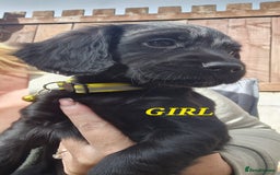 Sprocker dogs for sale: Sprocker Puppies  - Image 2