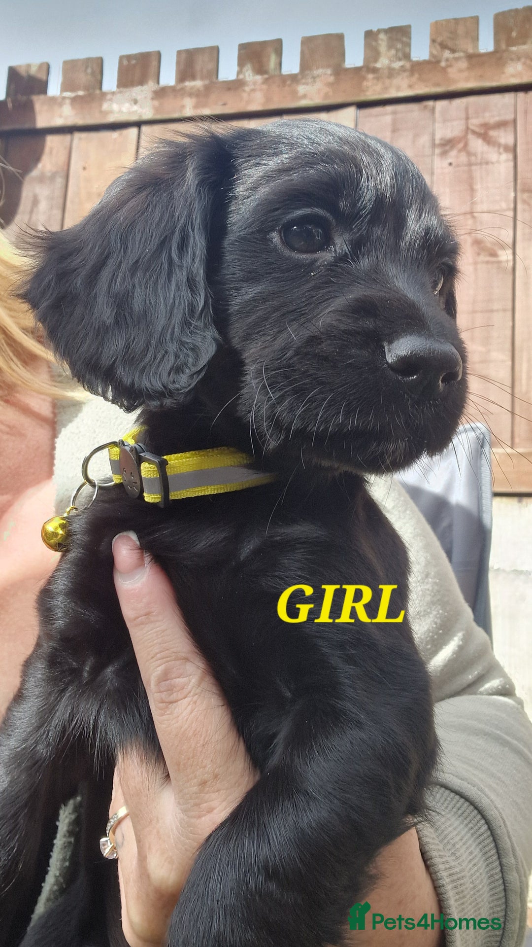 Sprocker dogs for sale: Sprocker Puppies  - Image 2